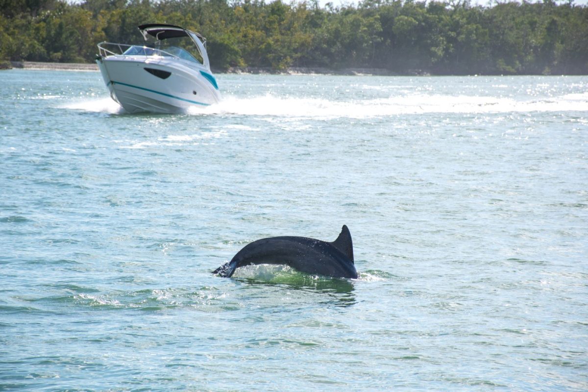 dolphin tours pensacola beach