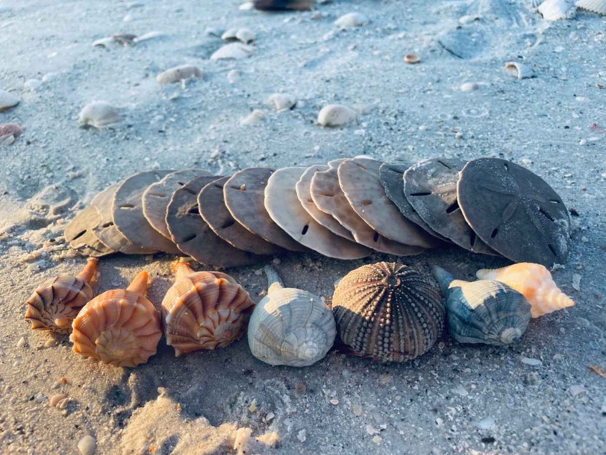 sea shells in the sand in pensacola beach