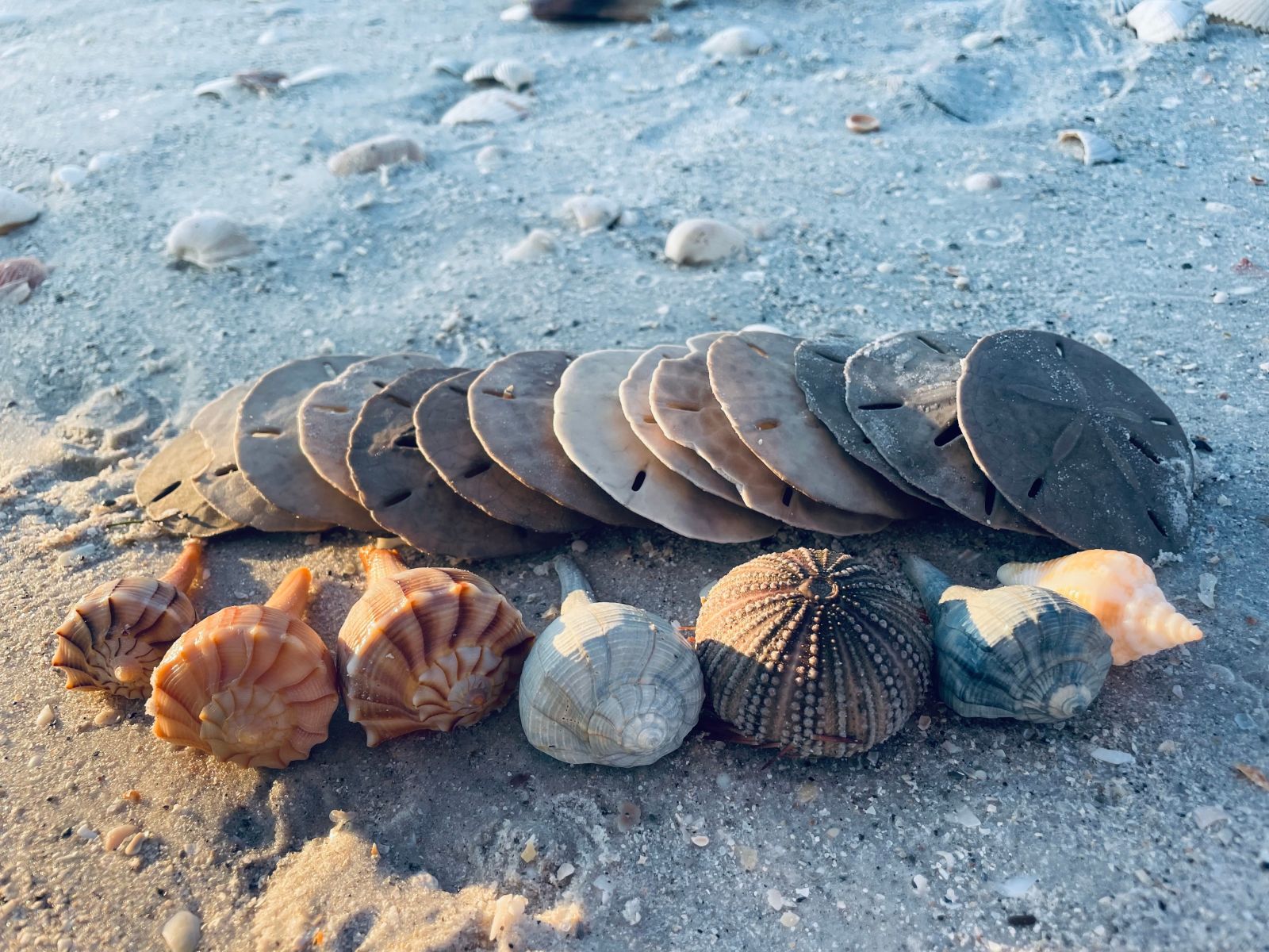collection of seashells