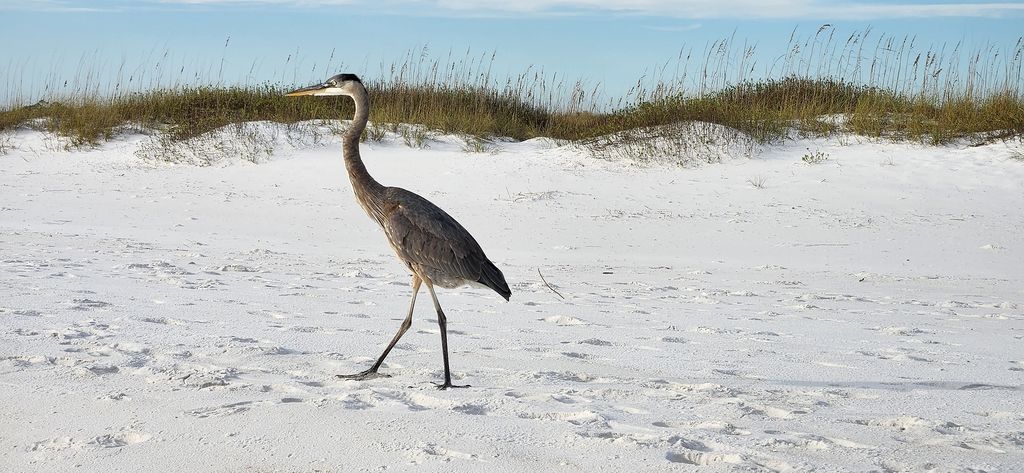 heron on pensacola beach